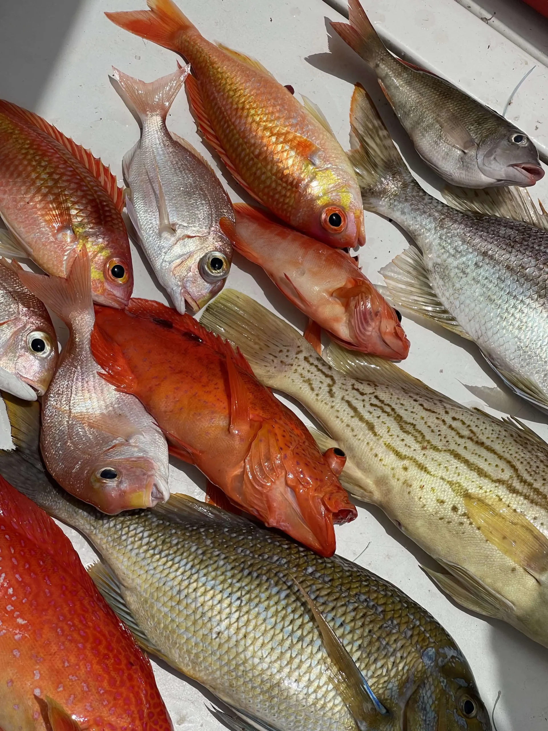 redseafishinganglers